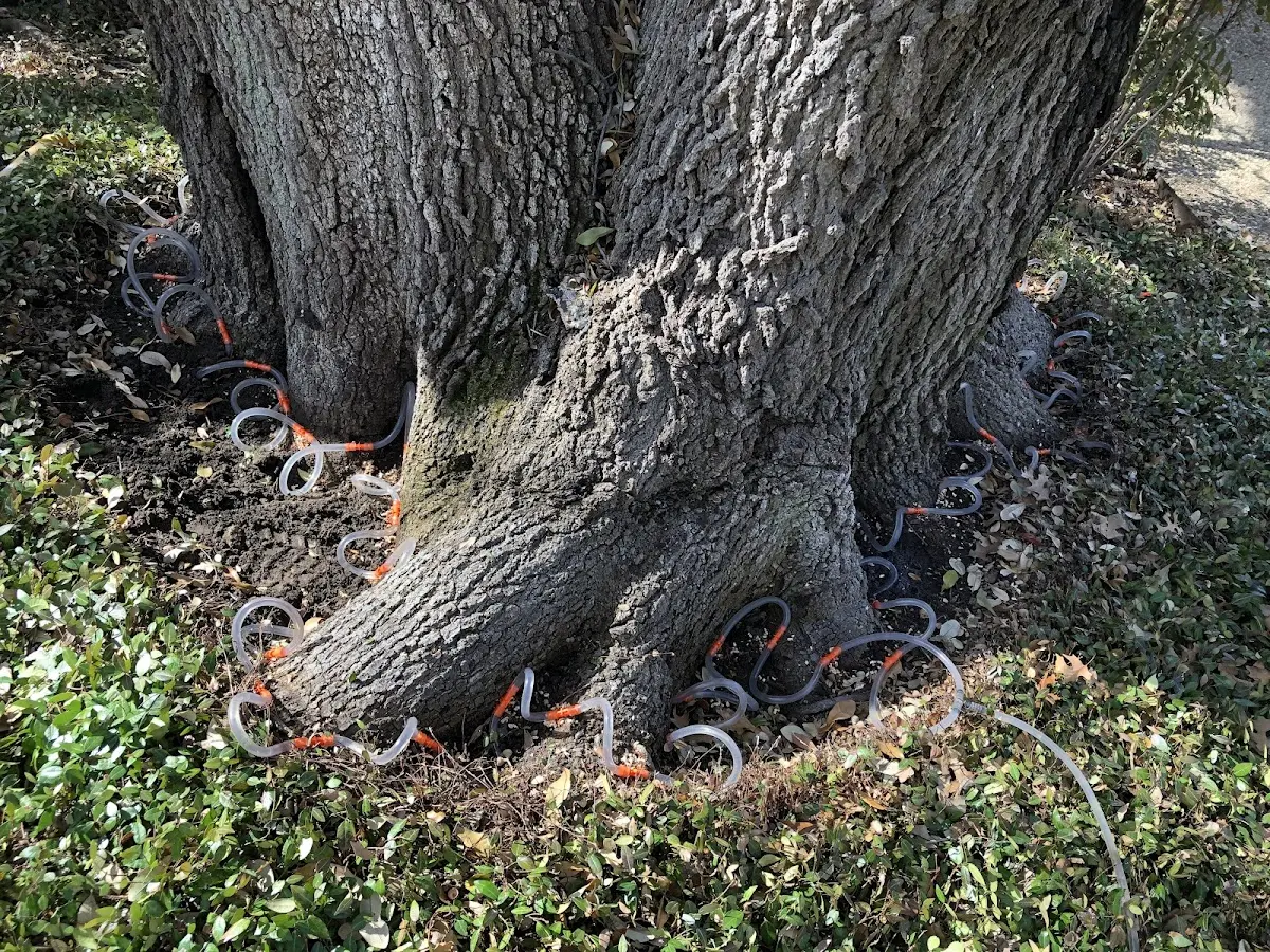 Detailed Tree Cabling and Bracing job site in Champlain